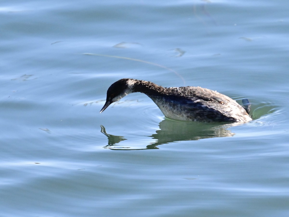 Txilinporta lepabeltza - ML646792596