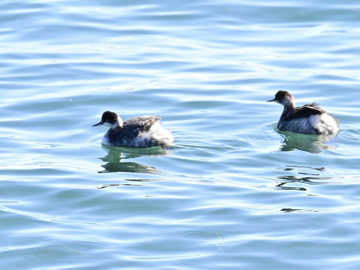 Txilinporta lepabeltza - ML646792597