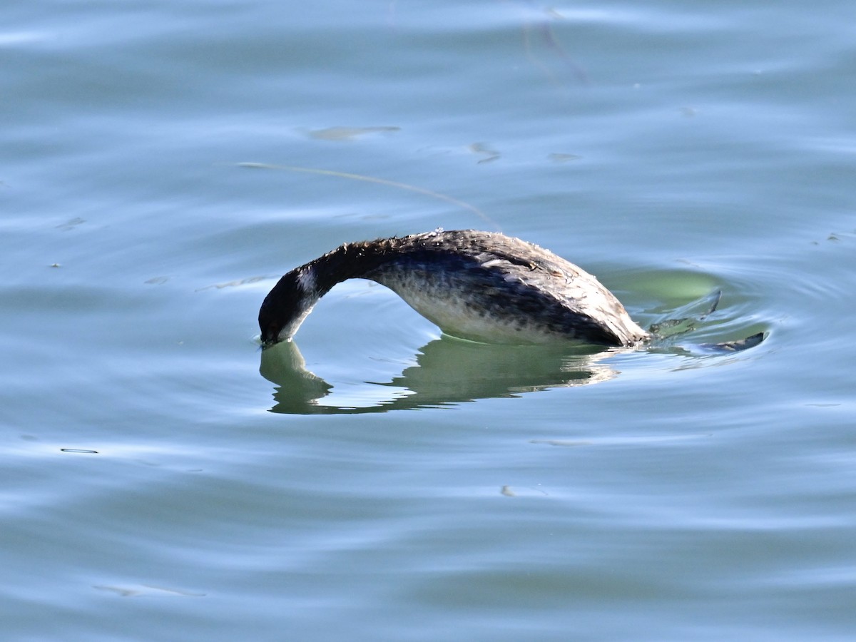 Txilinporta lepabeltza - ML646792598