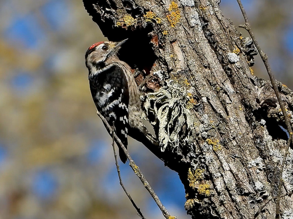 Lesser Spotted Woodpecker - ML646792600