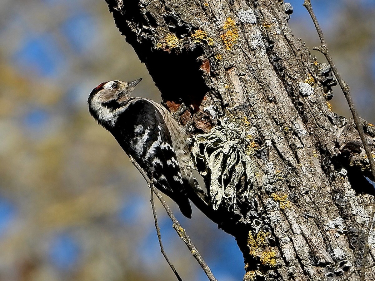 Lesser Spotted Woodpecker - ML646792602