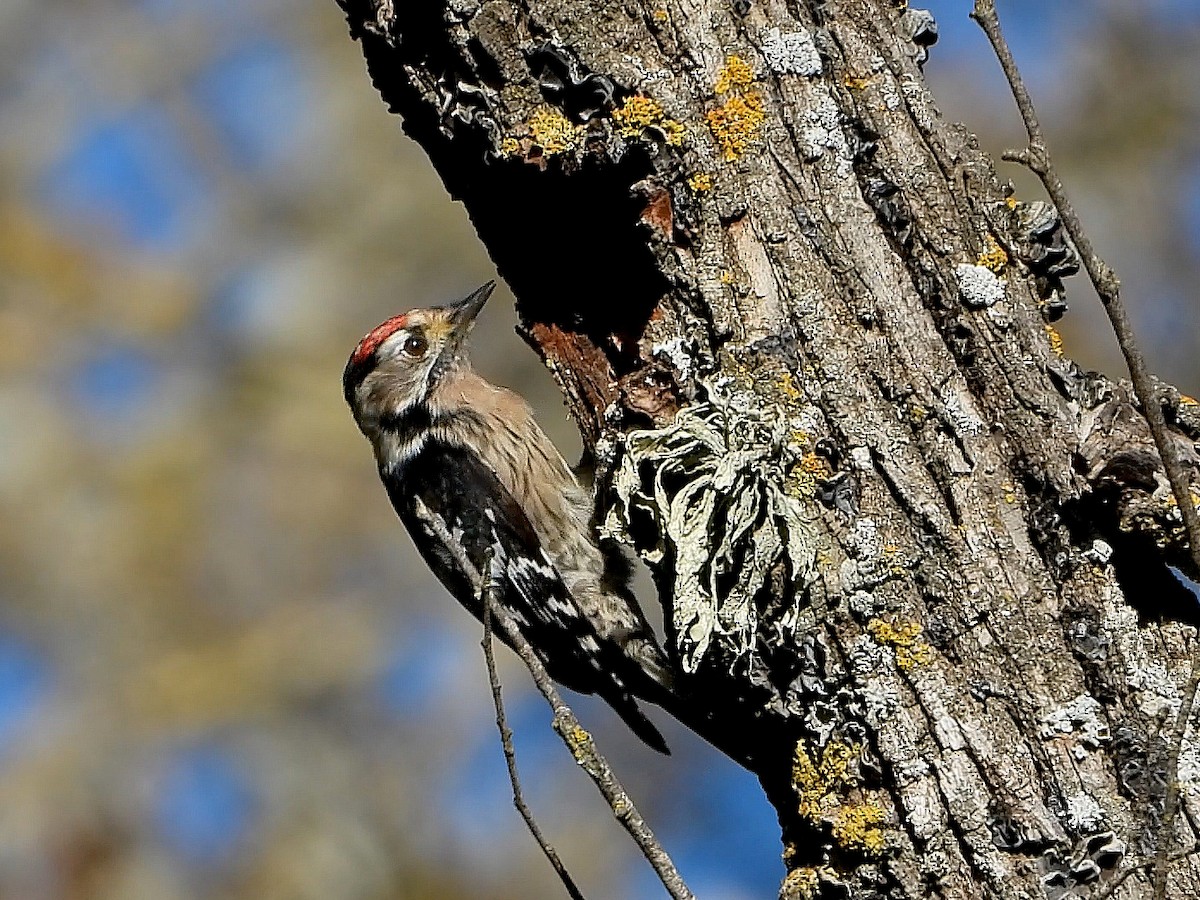 Lesser Spotted Woodpecker - ML646792603
