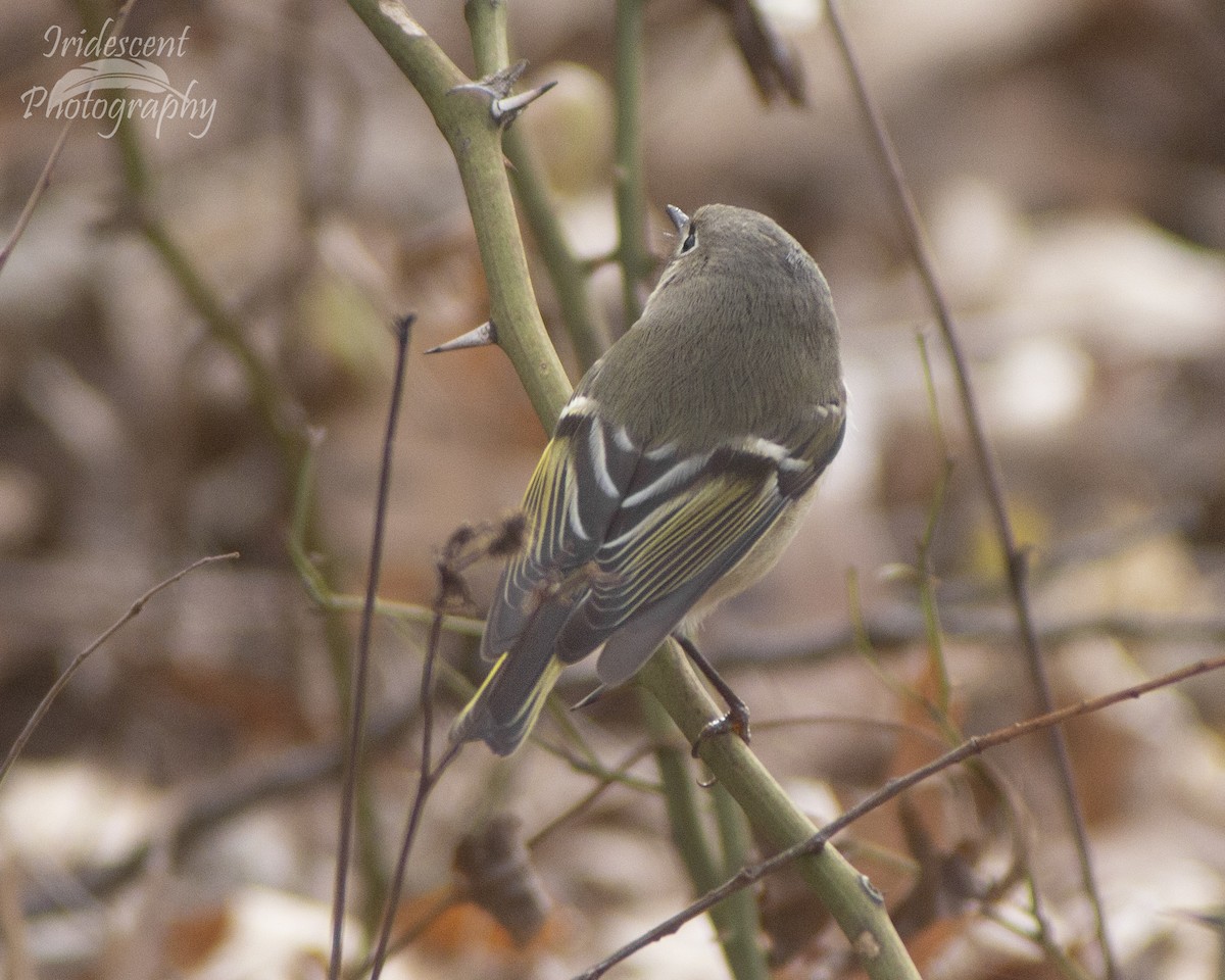 králíček americký - ML646792604