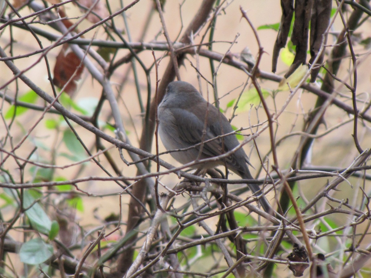 ユキヒメドリ - ML646792605