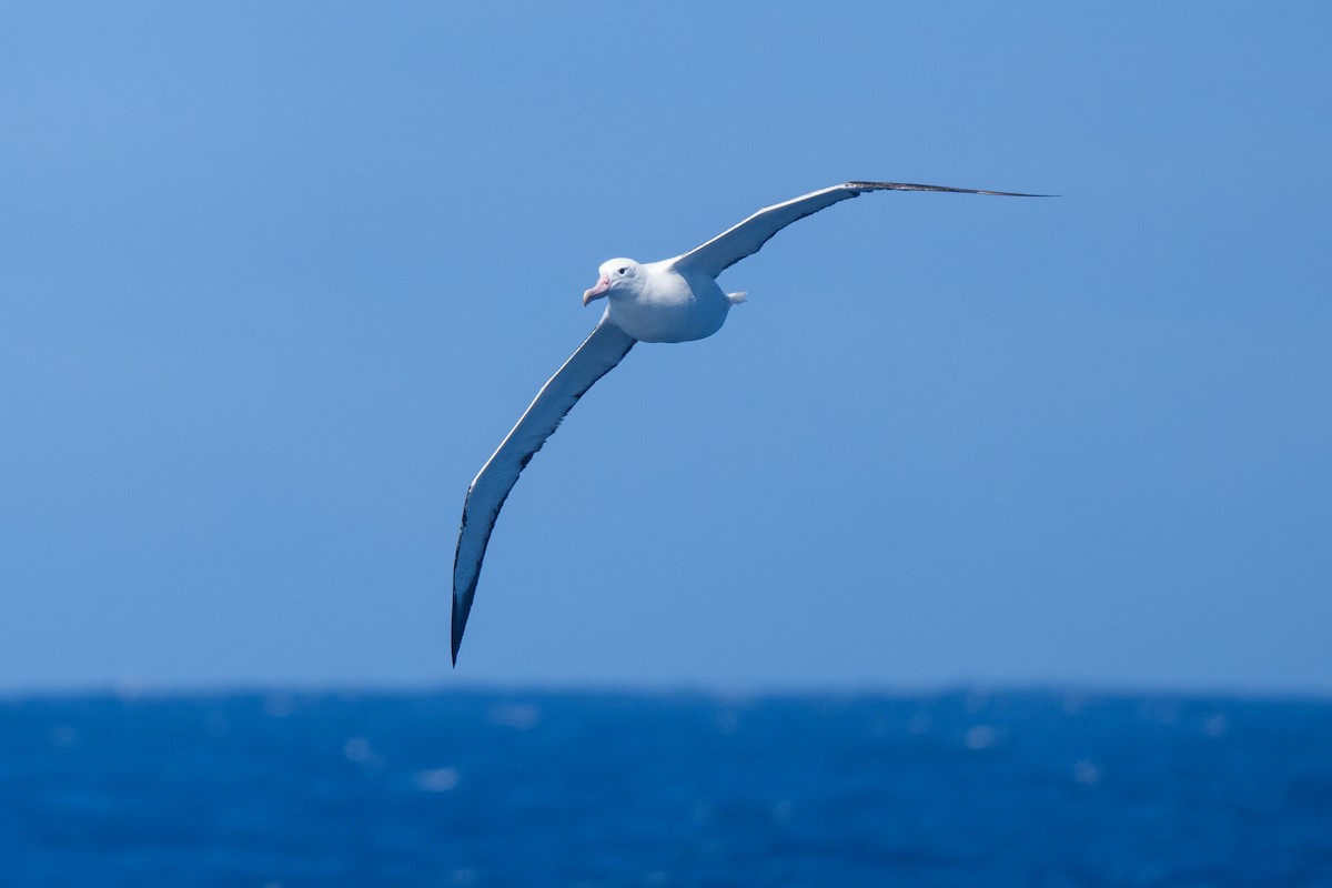 Güneyli Kral Albatros - ML646792606