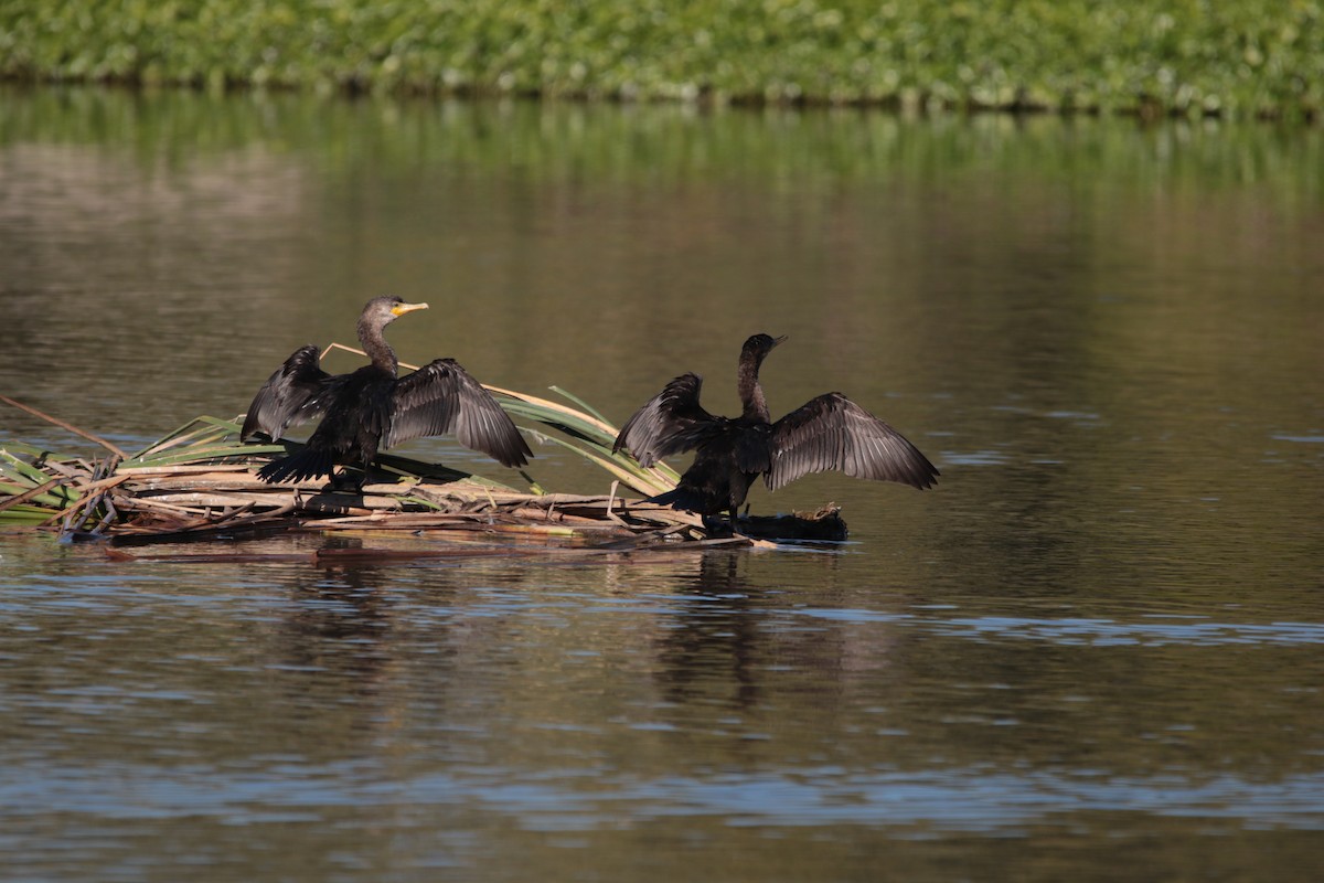 Ubarroi belarriduna - ML646792609