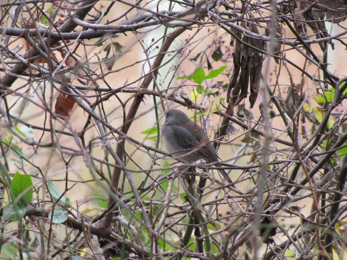 ユキヒメドリ - ML646792610