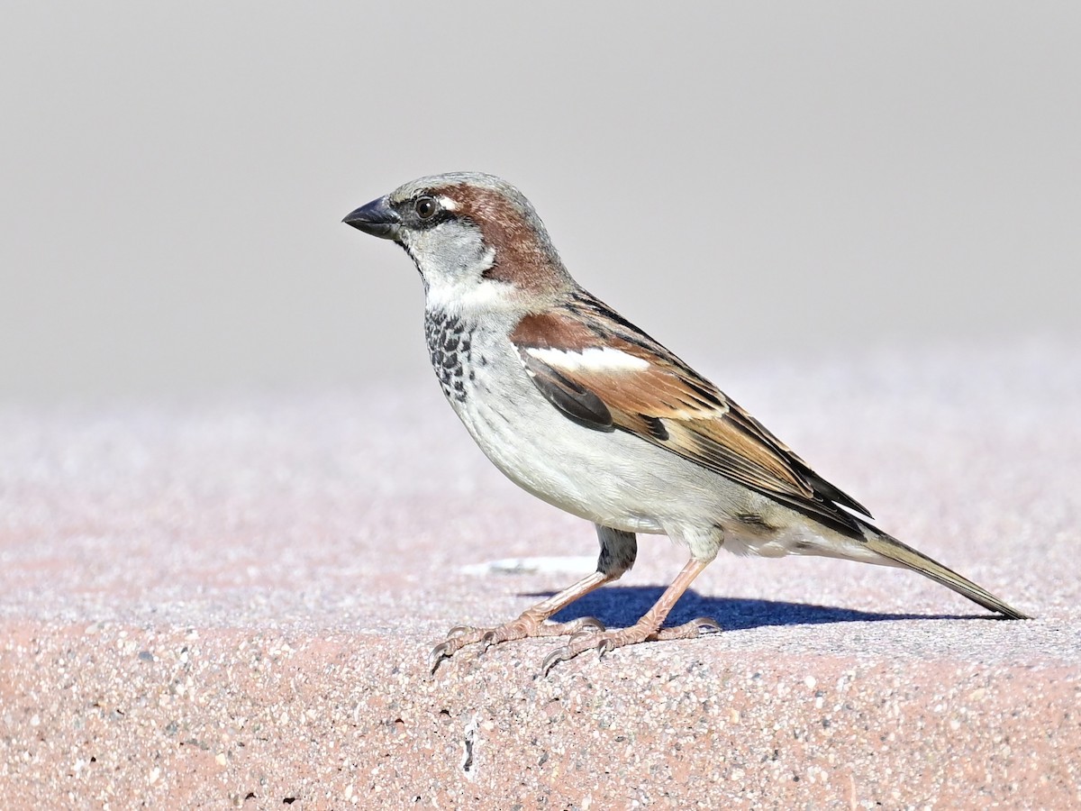 Etxe-txolarrea - ML646792611