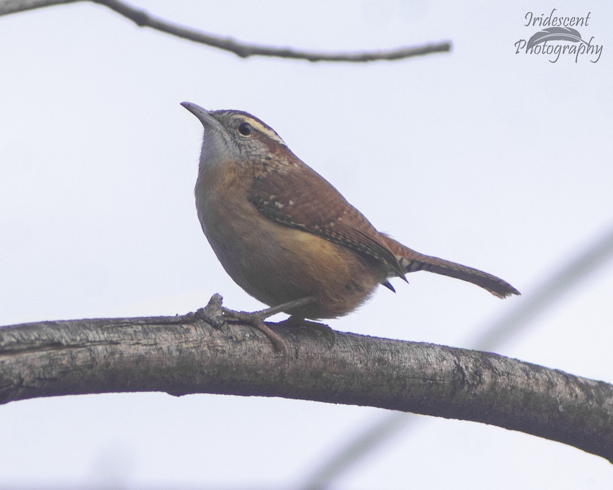 Carolina Wren - ML646792612