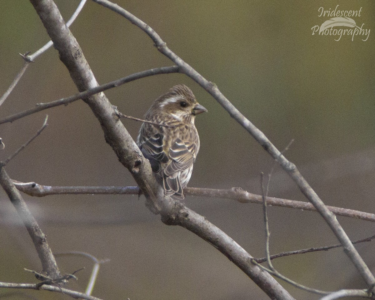 Purple Finch - ML646792616