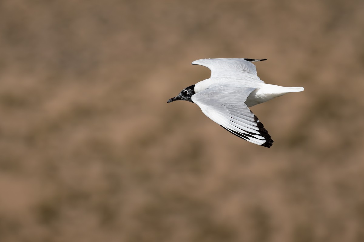 And Martısı - ML646792617