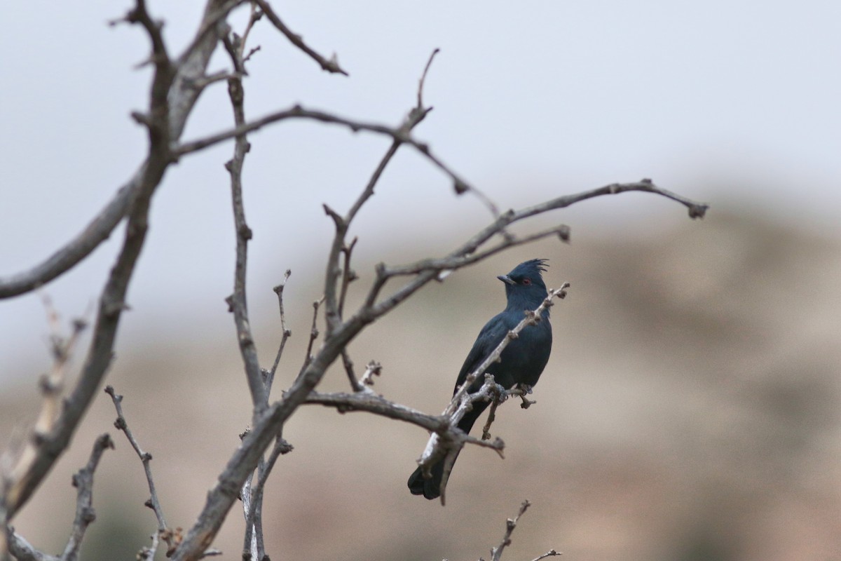 Kara Faynopepla - ML646792621