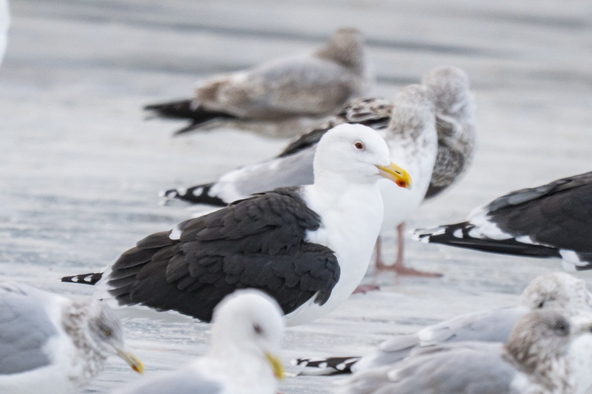 Great Black-backed Gull - ML646792625