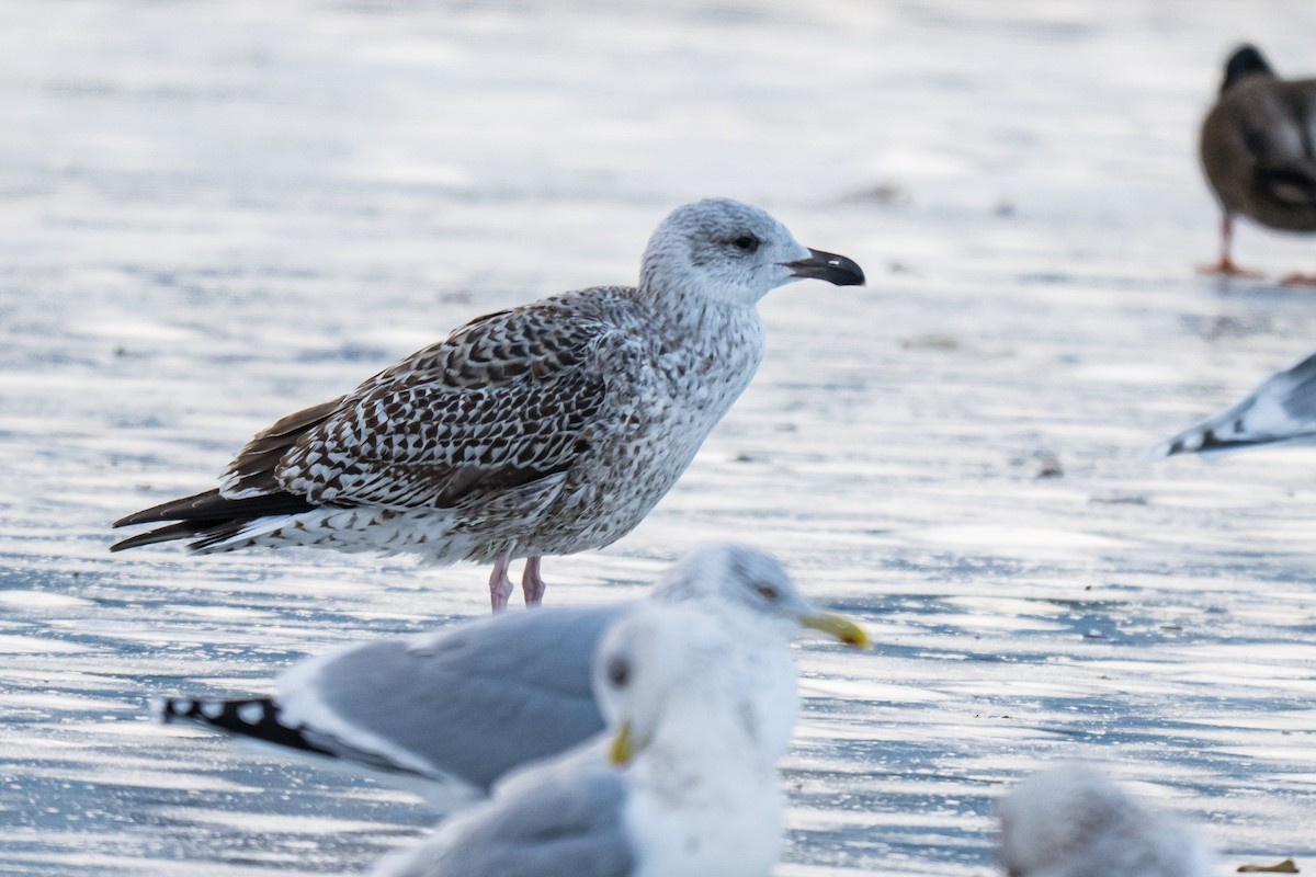 Büyük Kara Sırtlı Martı - ML646792626