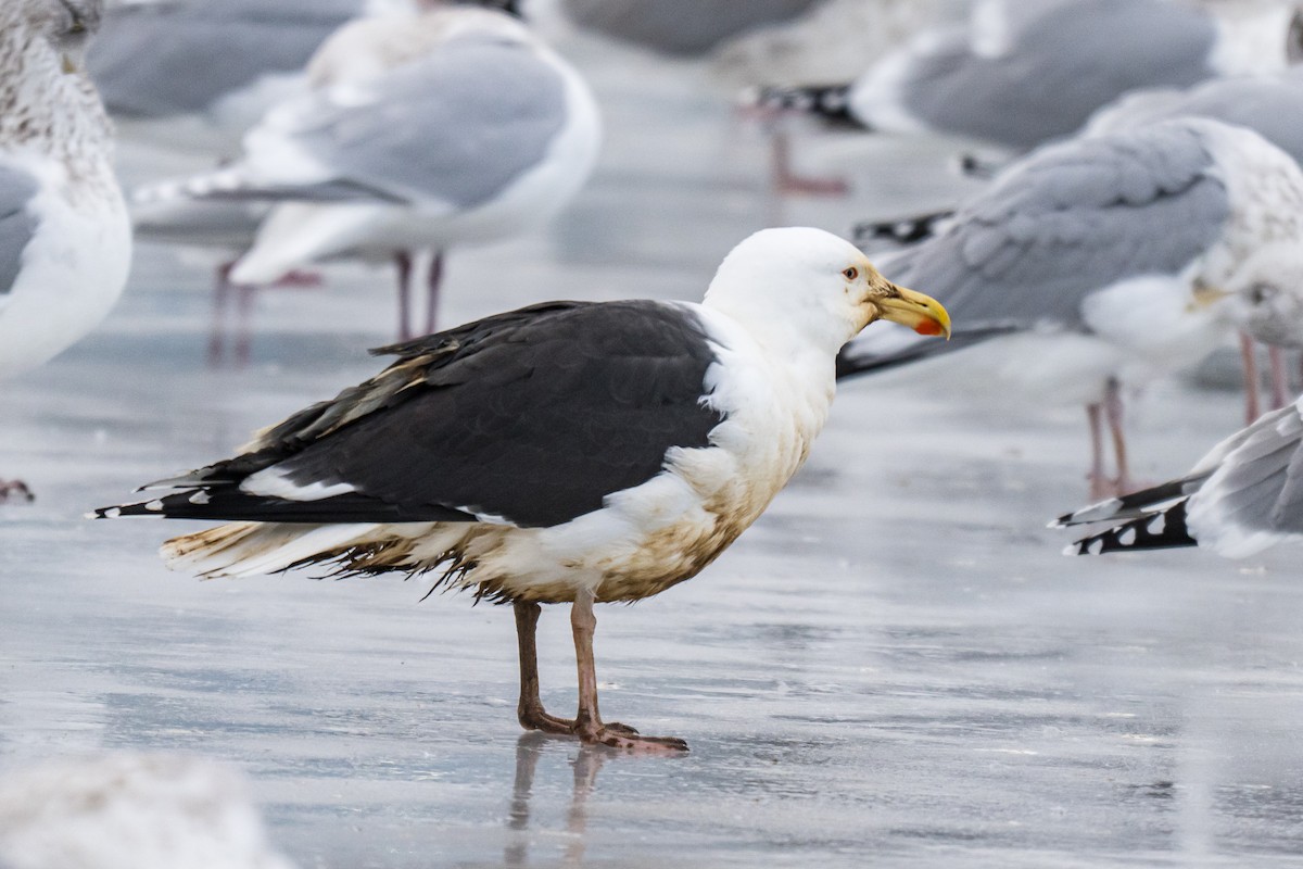 Büyük Kara Sırtlı Martı - ML646792627