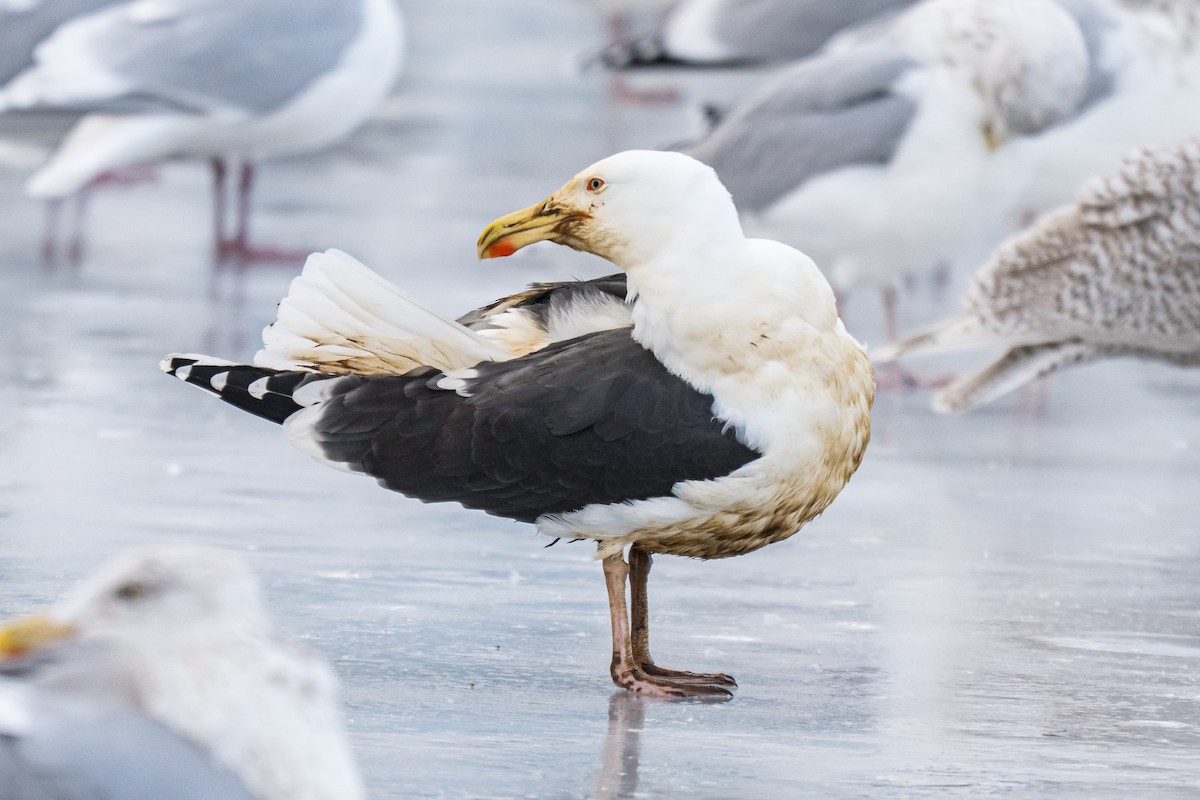 Büyük Kara Sırtlı Martı - ML646792628