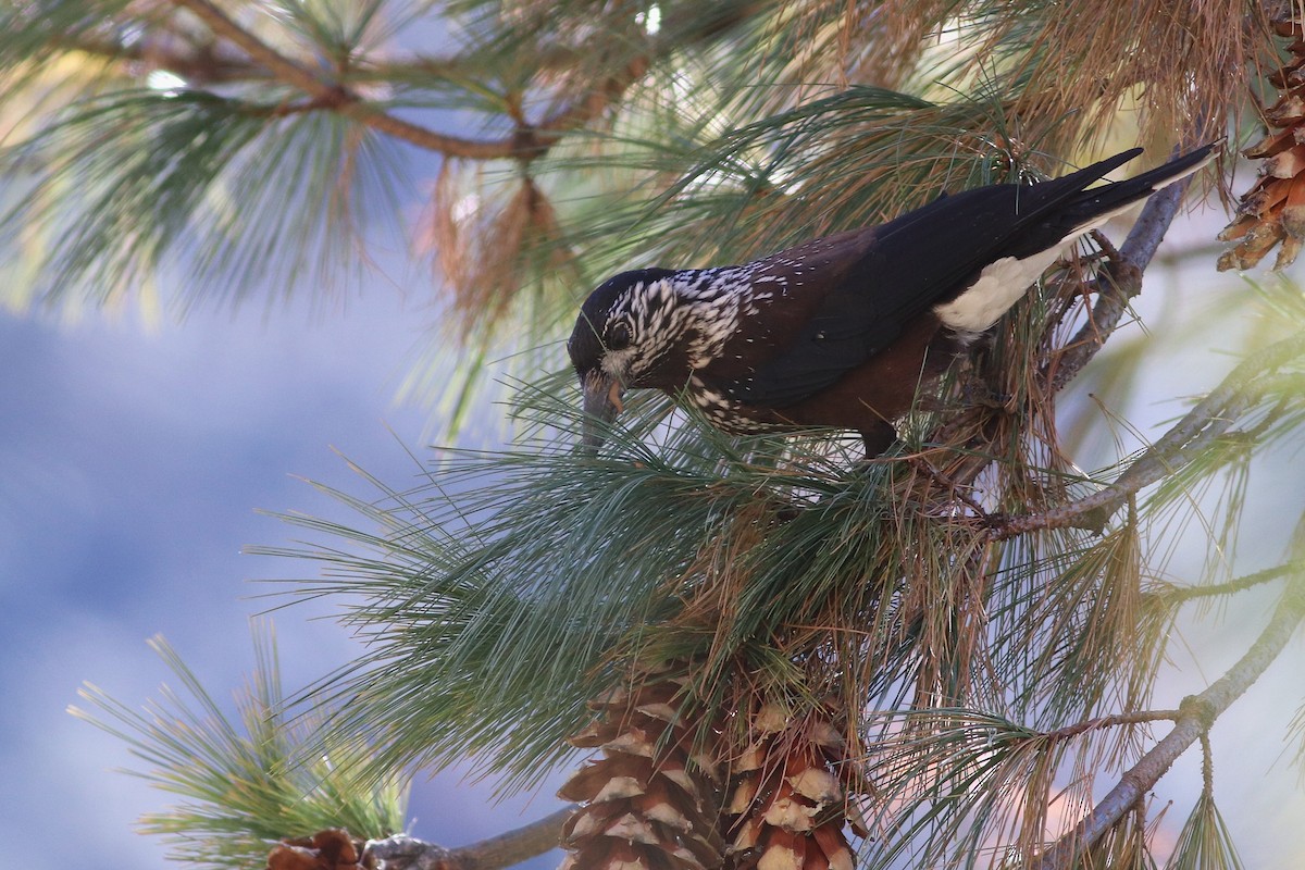Cascanueces Sureño - ML646792629