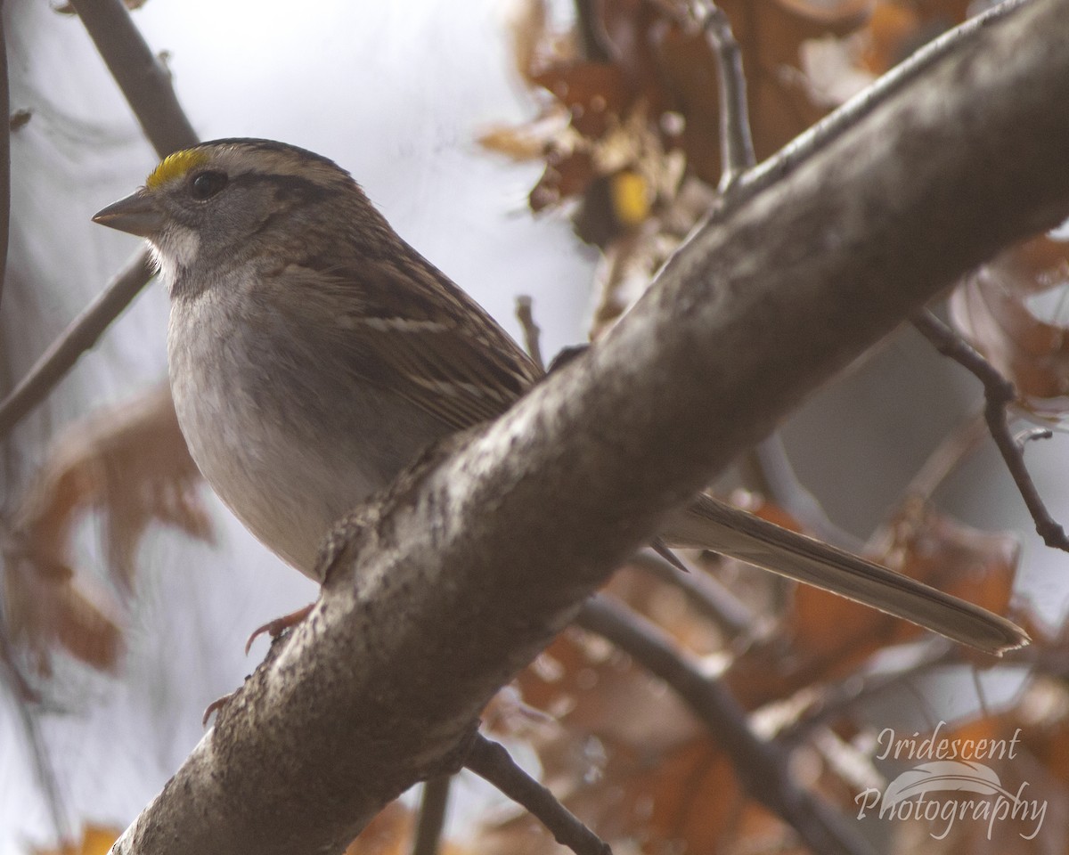 Ak Boğazlı Serçe - ML646792630