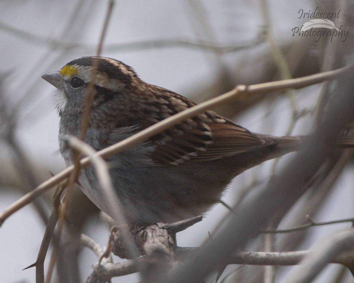 Ak Boğazlı Serçe - ML646792631