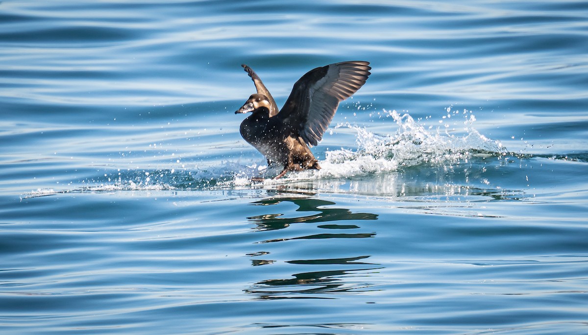 Yamalı Ördek - ML646792633