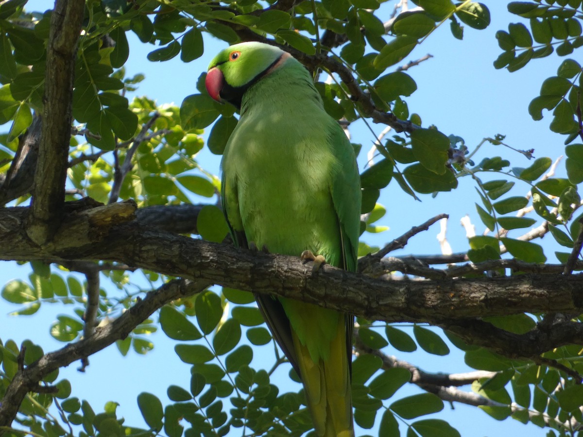 Yeşil Papağan - ML646792634