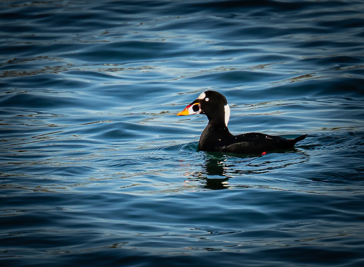 Yamalı Ördek - ML646792635