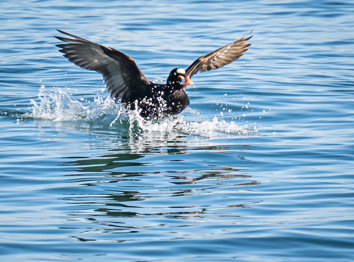 Yamalı Ördek - ML646792638