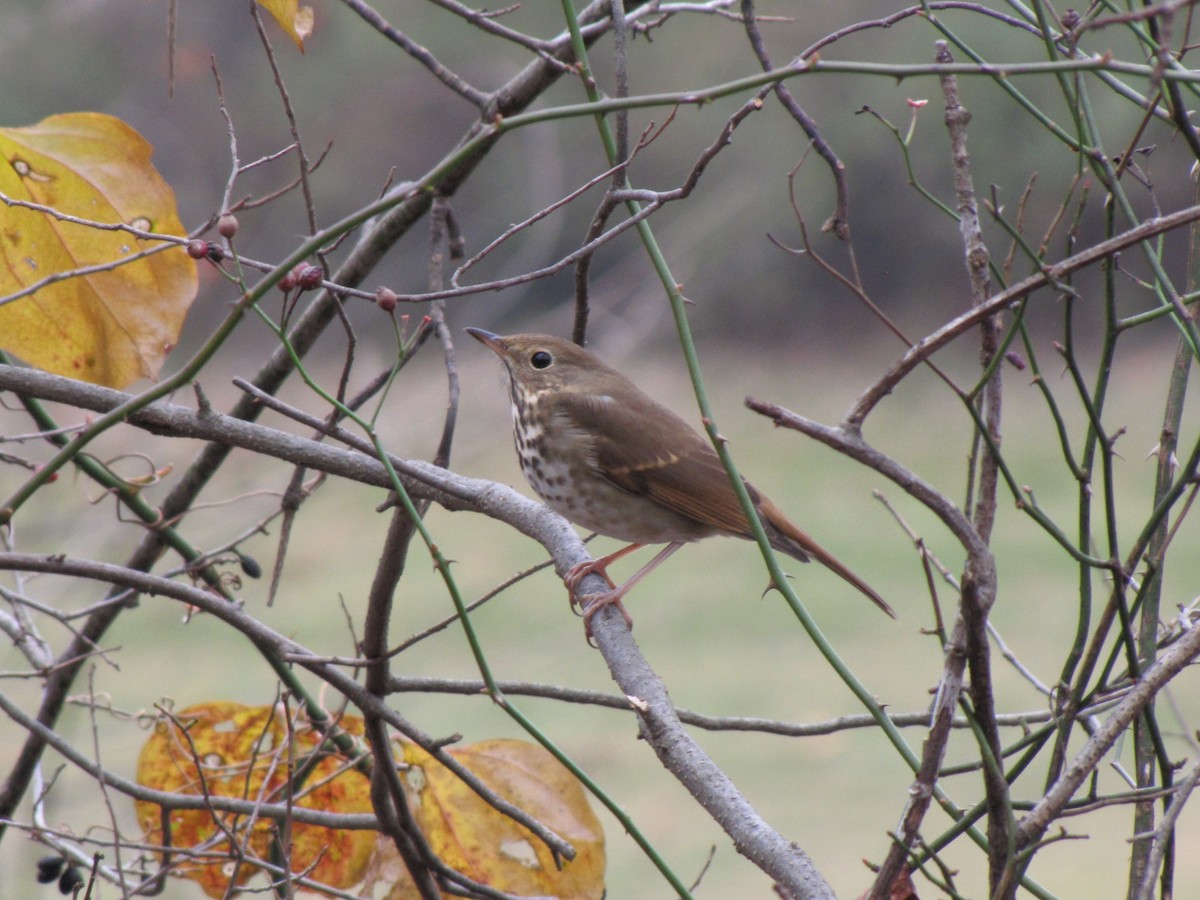 Münzevi Bülbül Ardıcı - ML646792640