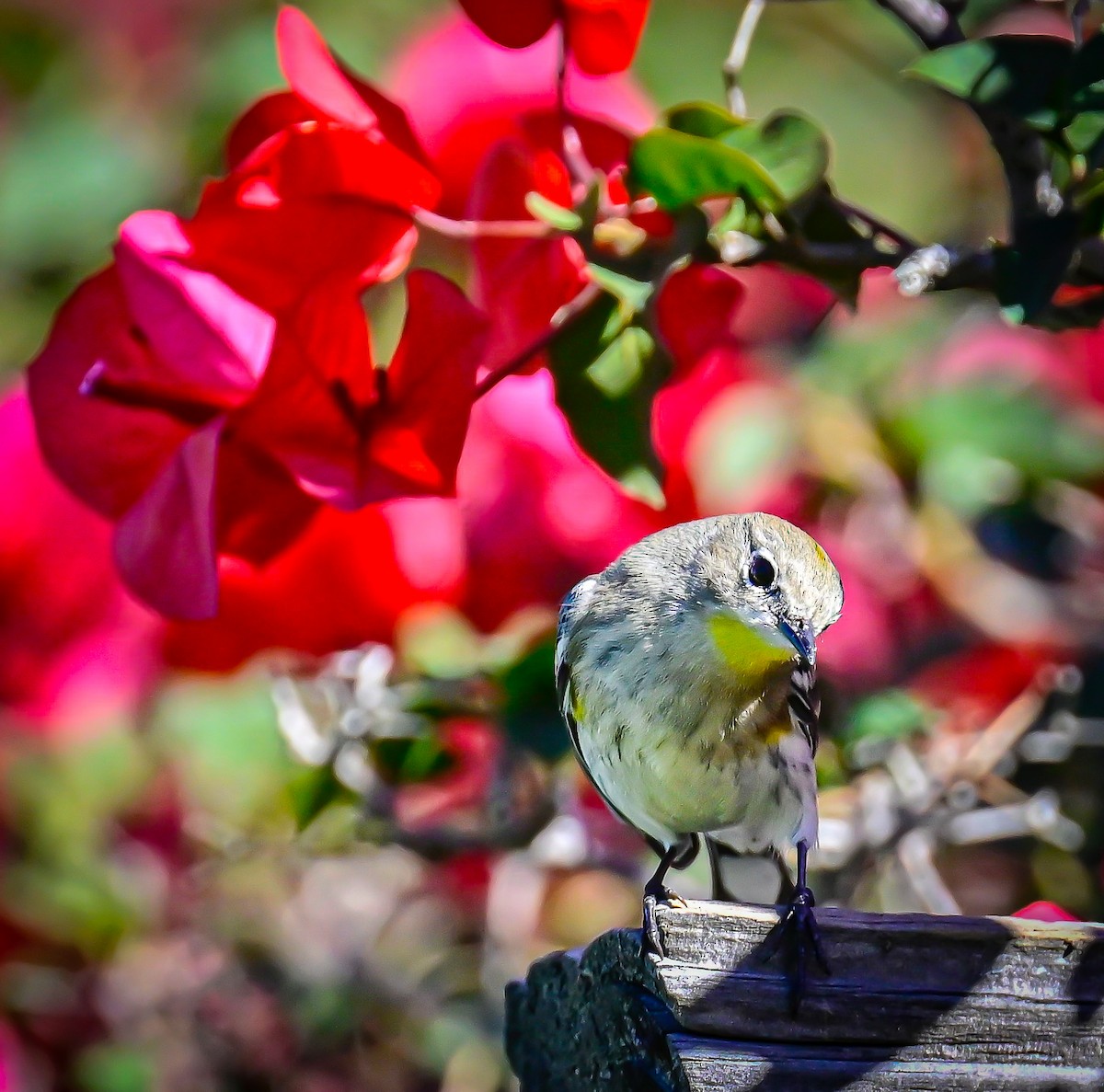 Taçlı Ötleğen - ML646792641