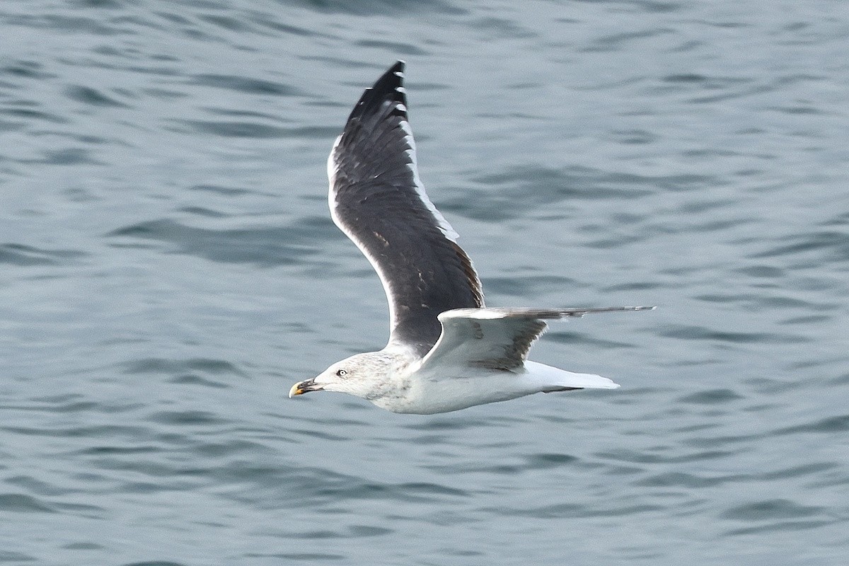 Büyük Kara Sırtlı Martı - ML646792642