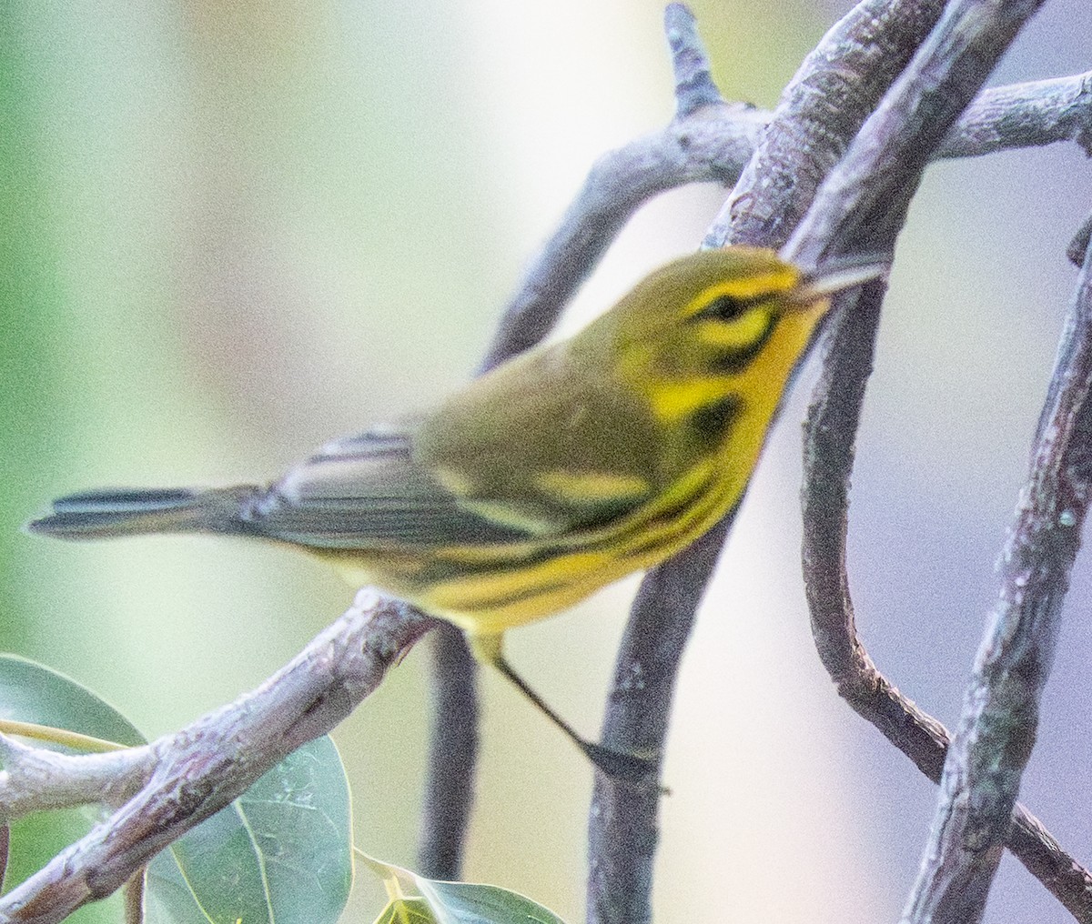 Preri Ötleğeni - ML646792643