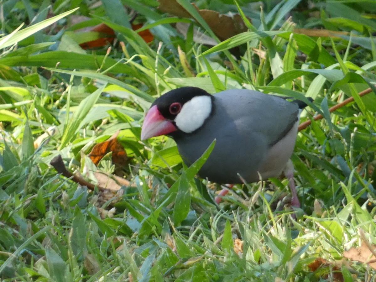 Cava İspinozu - ML646792644