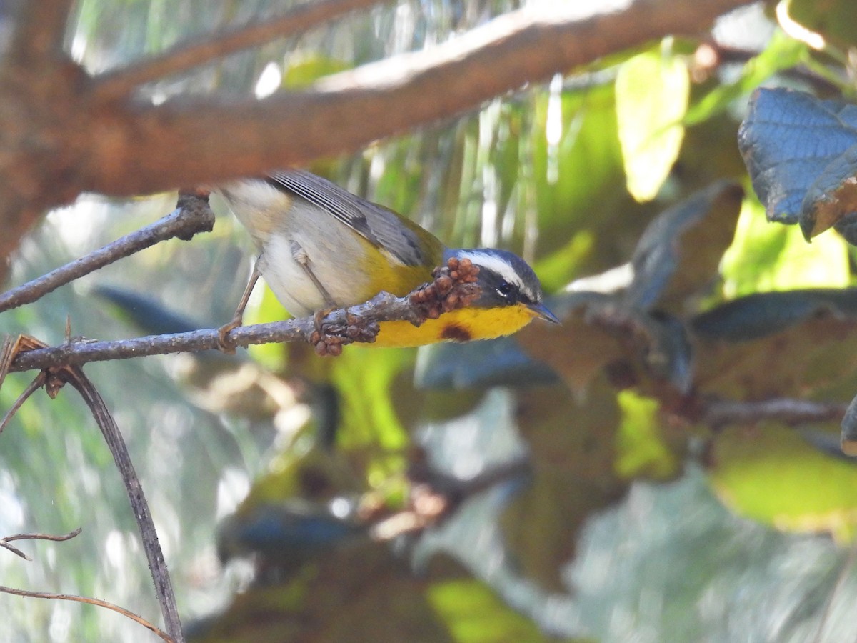 Ak Kaşlı Ötleğen - ML646792645