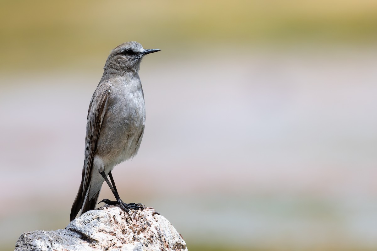 Ak Alınlı Yer Tiranı - ML646792646