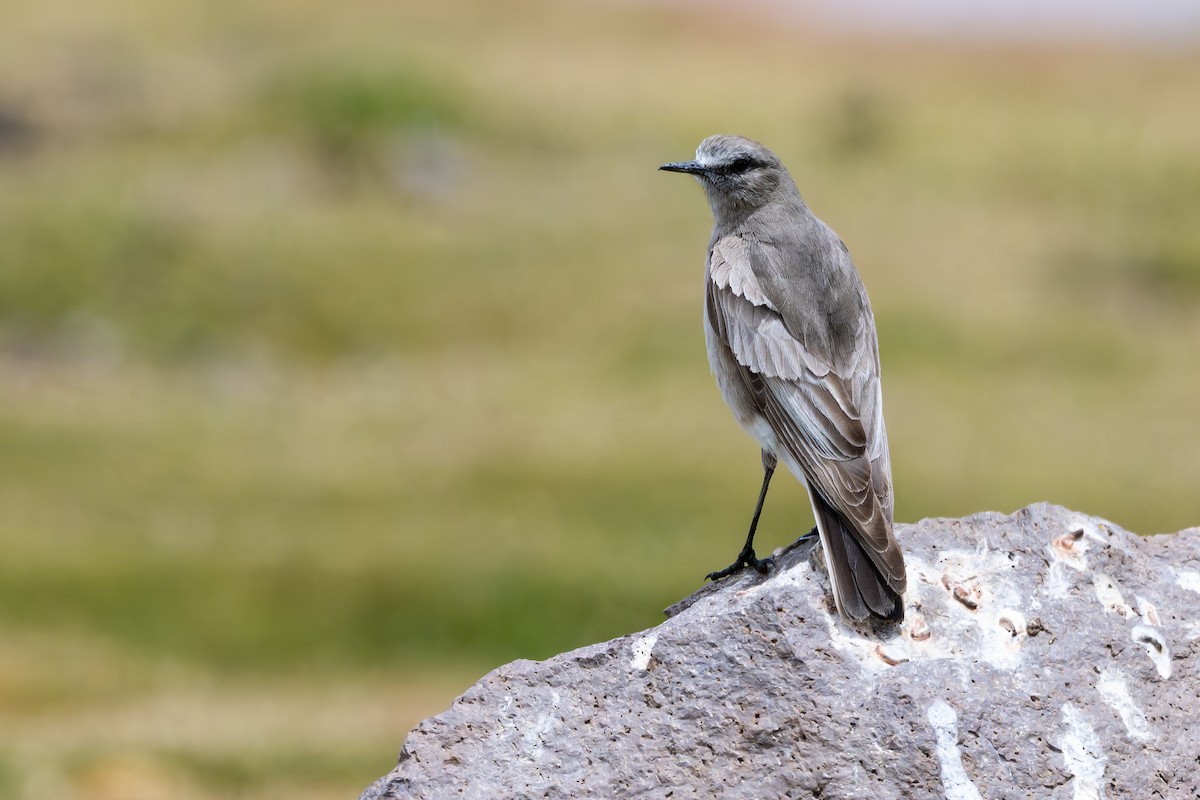 Ak Alınlı Yer Tiranı - ML646792647