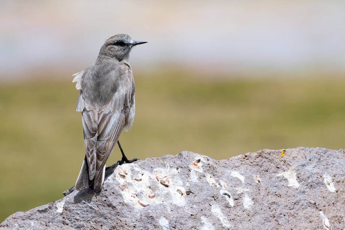 Ak Alınlı Yer Tiranı - ML646792648