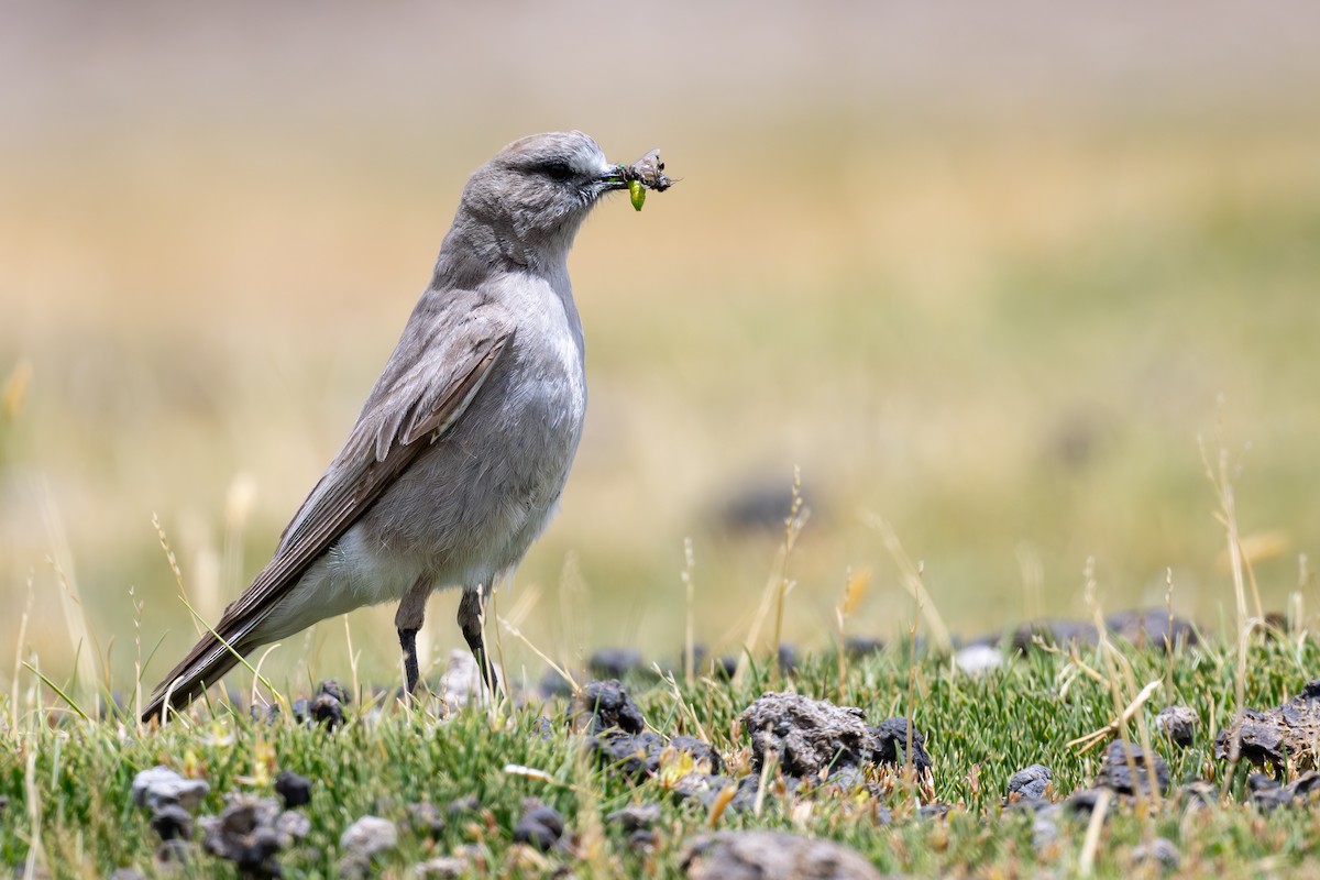 Ak Alınlı Yer Tiranı - ML646792649