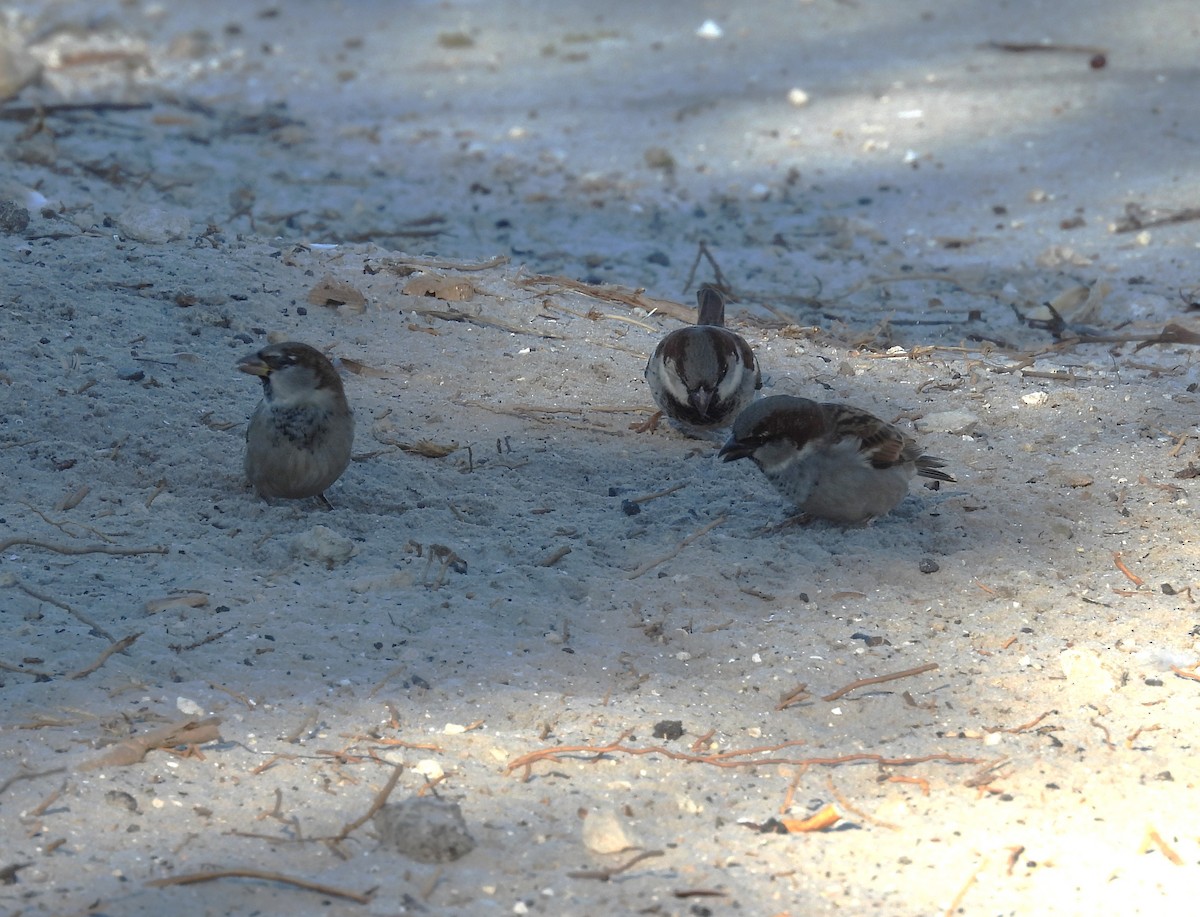 Serçe - ML646792650