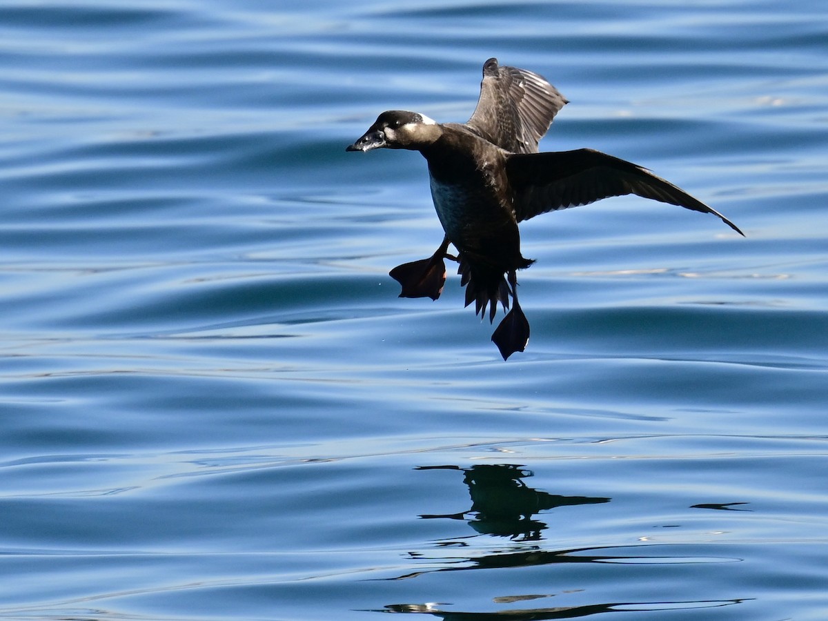 Yamalı Ördek - ML646792651