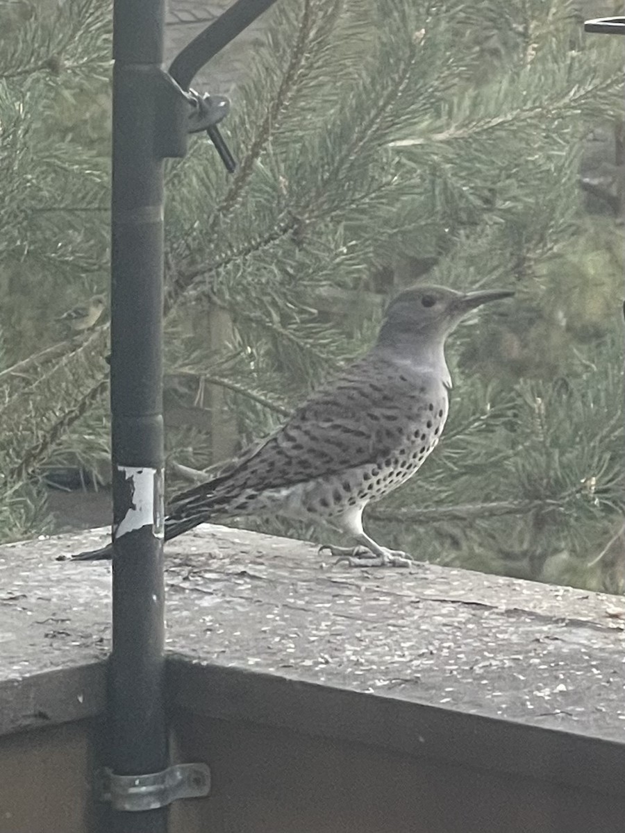 Altın Ağaçkakan - ML646792654