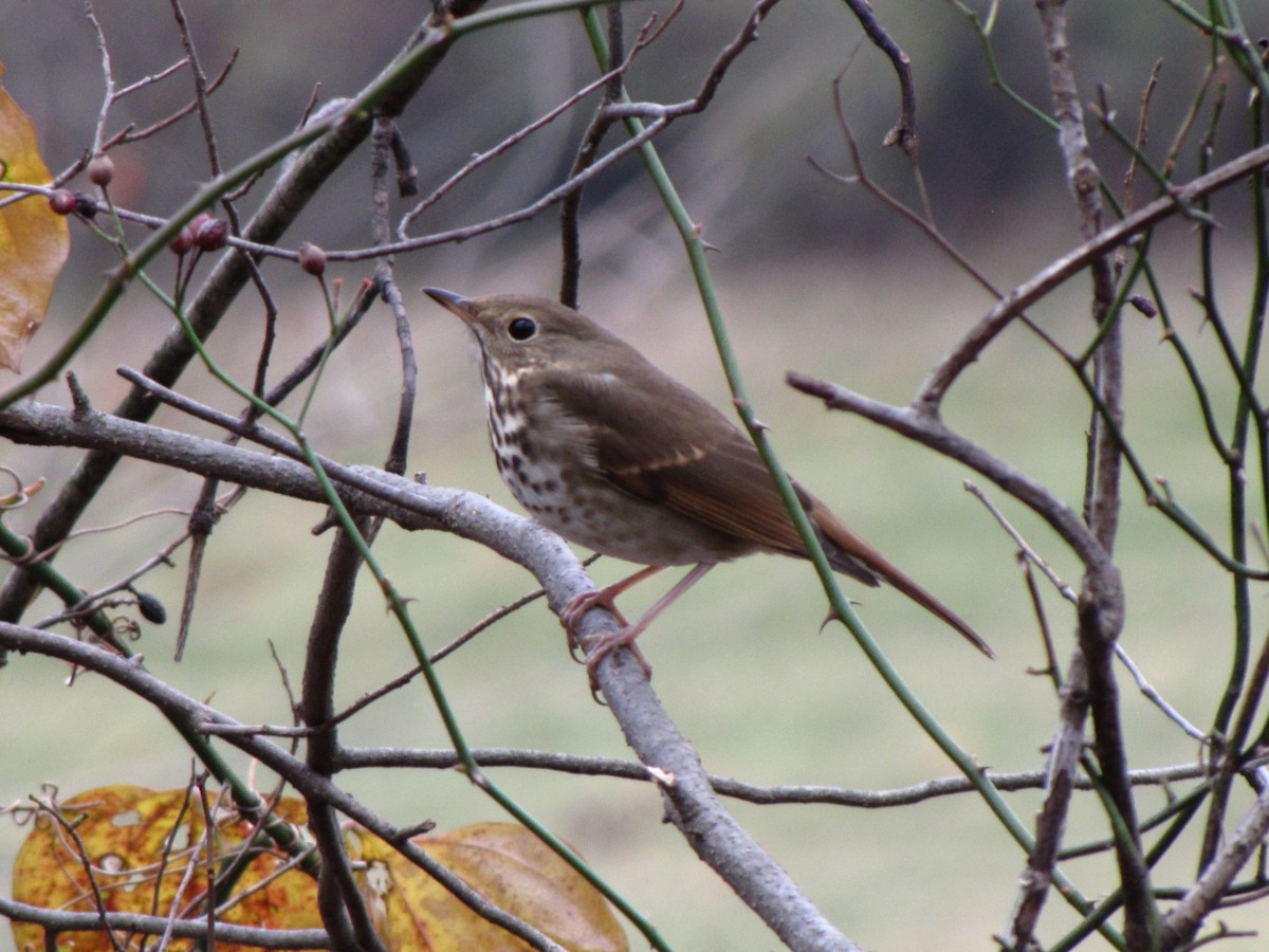 Münzevi Bülbül Ardıcı - ML646792655