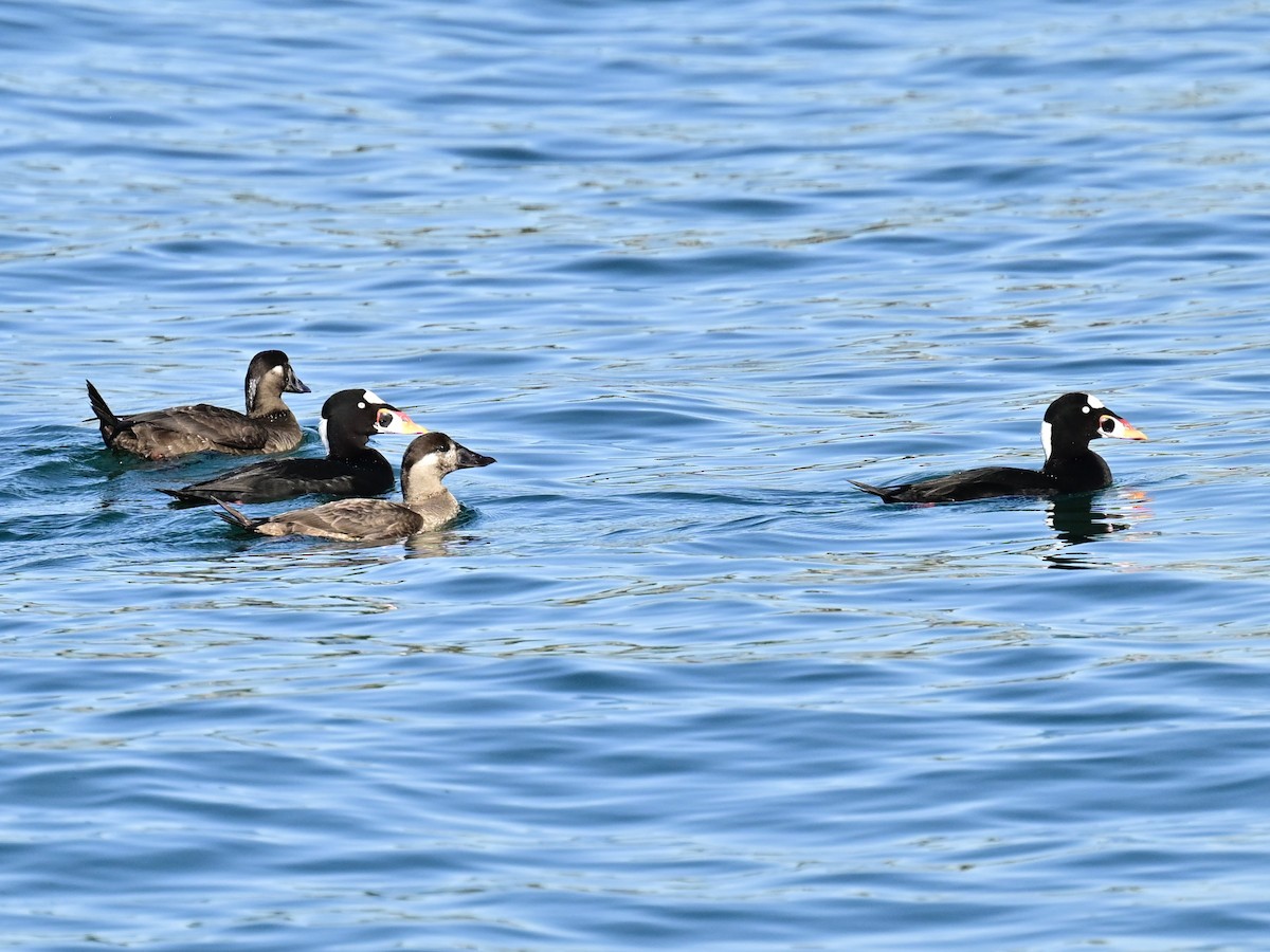 Yamalı Ördek - ML646792656