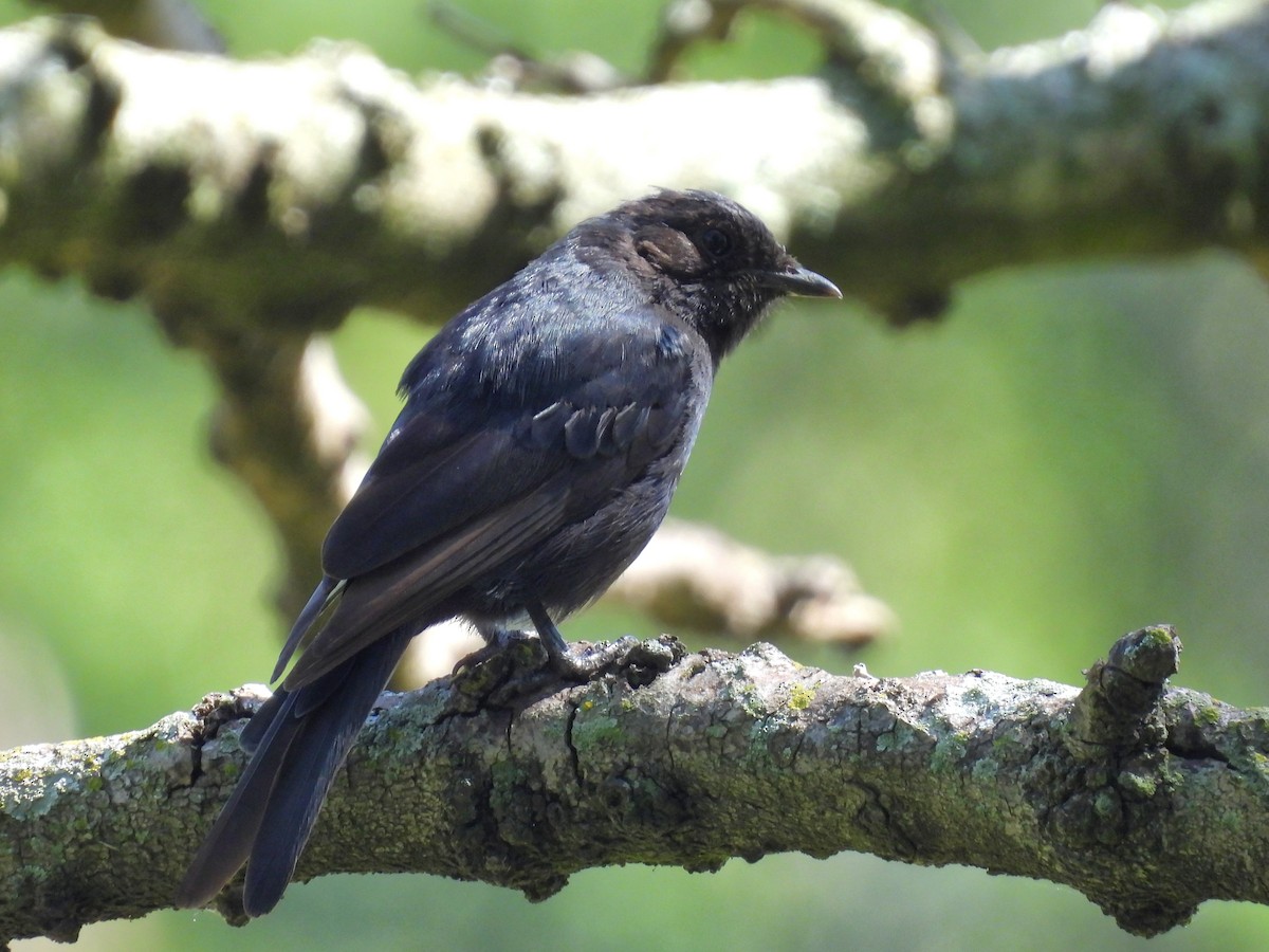 Güneyli Drongo Sinekkapanı - ML646792657