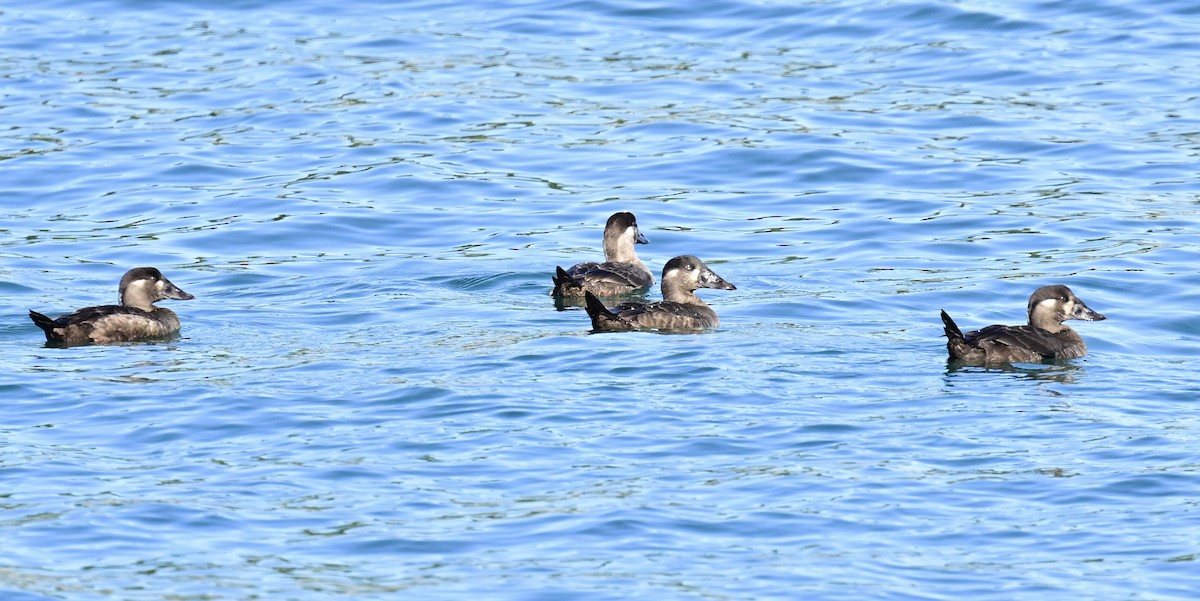 Ahatebeltz kopetazuria - ML646792660