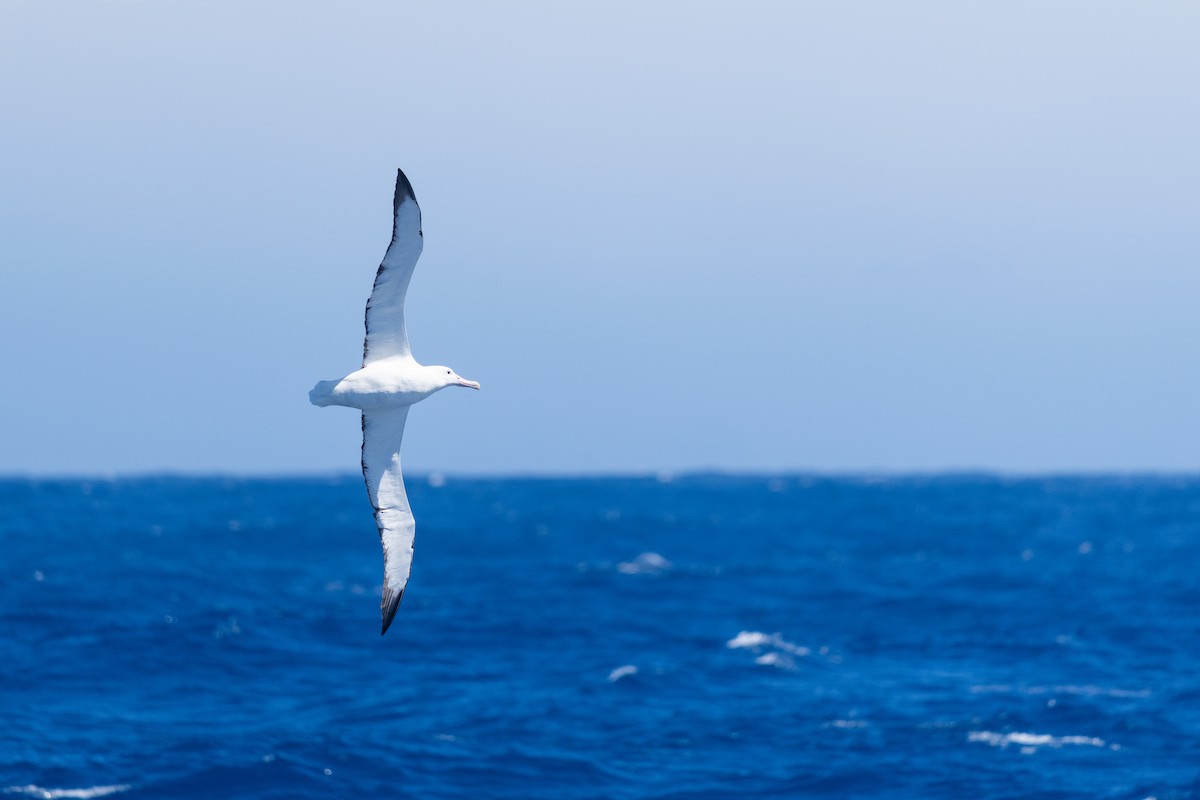 Güneyli Kral Albatros - ML646792661