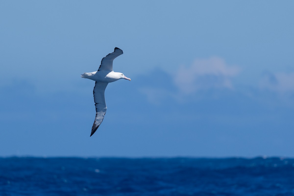 Güneyli Kral Albatros - ML646792662