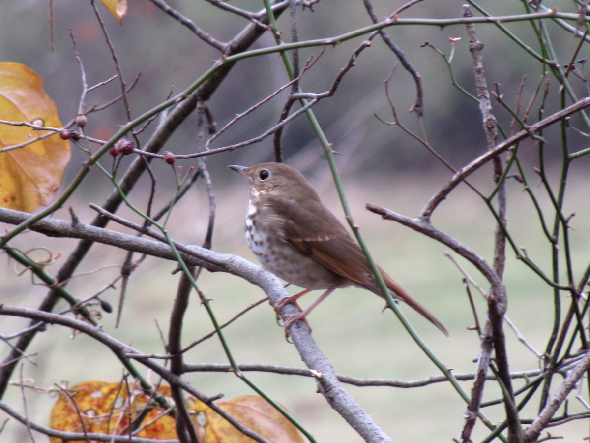 チャイロコツグミ - ML646792663