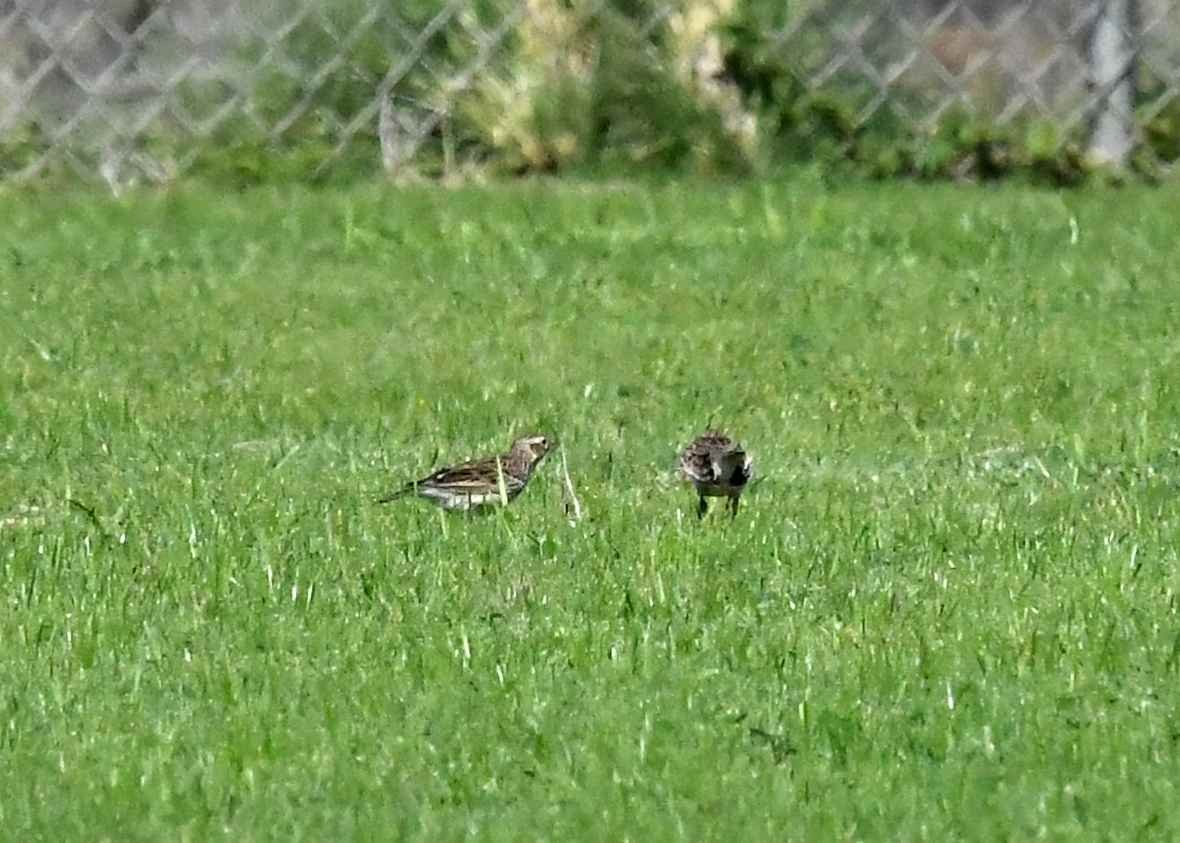 Полевой жаворонок - ML646792664