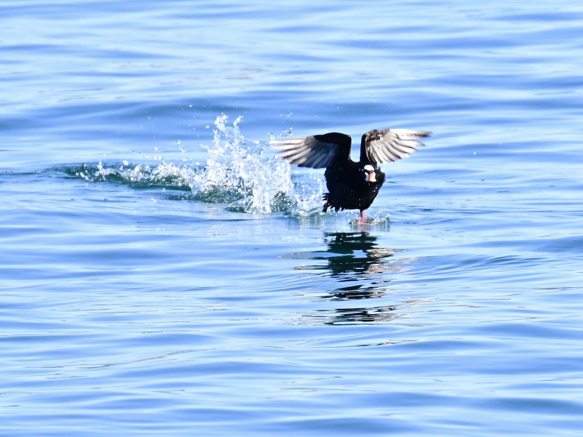 Ahatebeltz kopetazuria - ML646792667