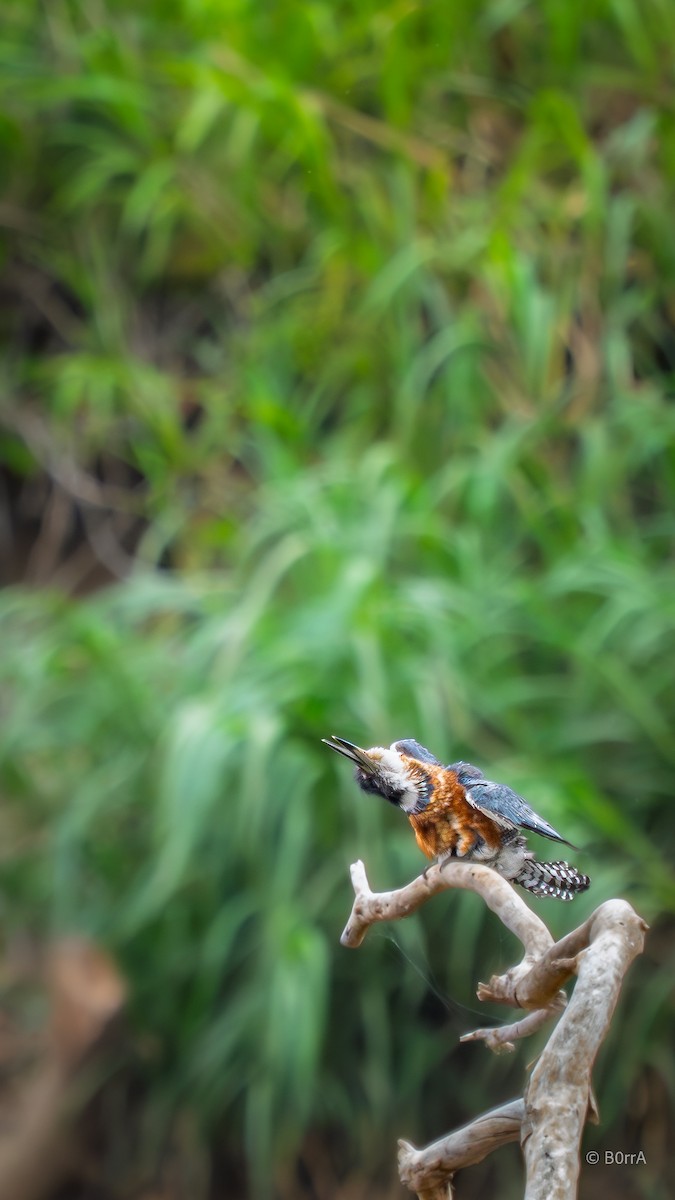 クビワヤマセミ - ML646792676